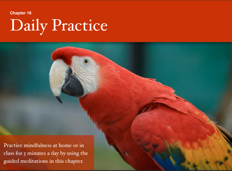 Rainforest Mindfulness Scripts